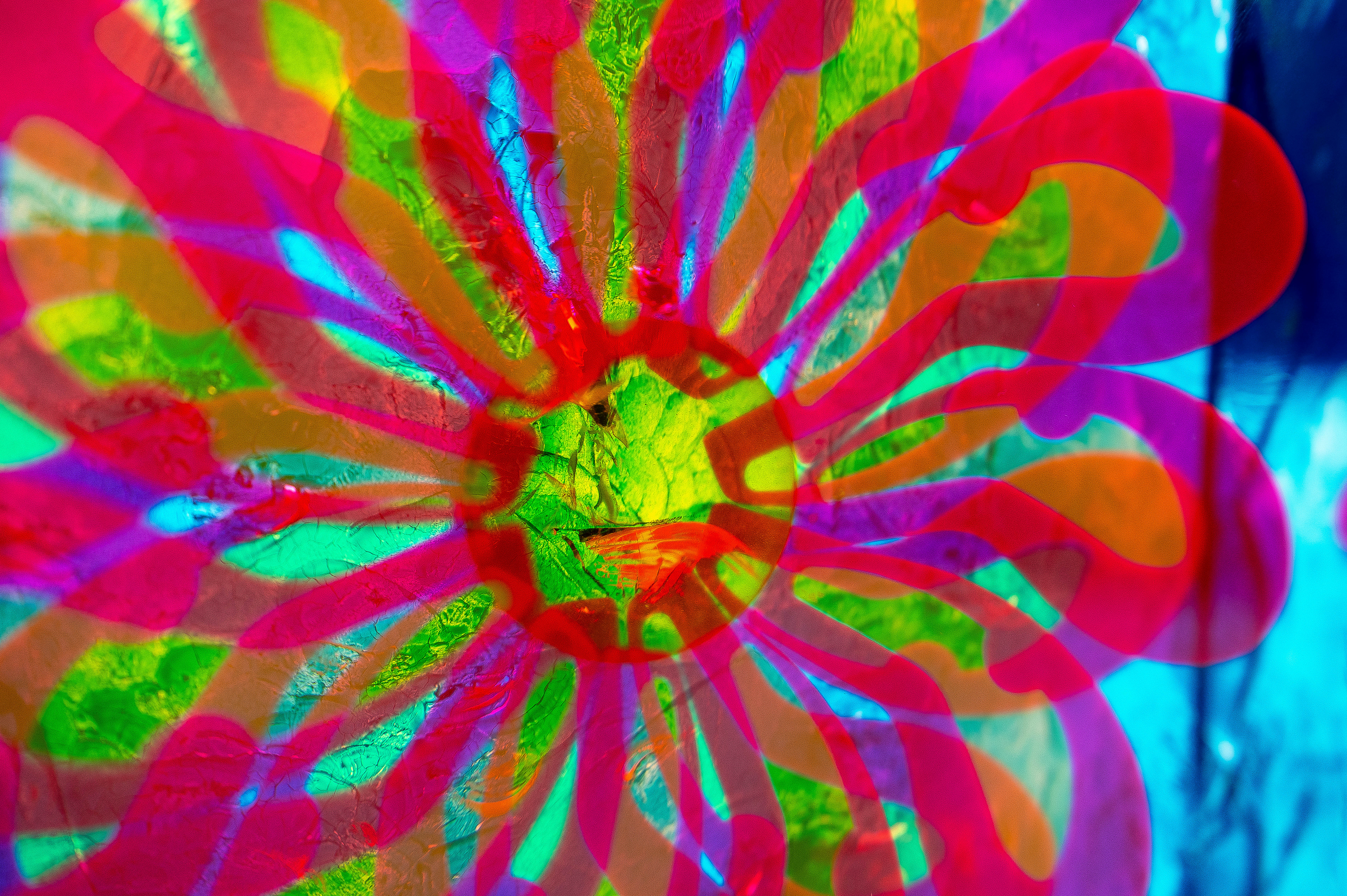 Colourful flower